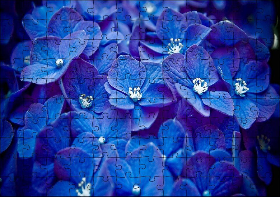 Mavi Taç Yapraklı Çiçekler ve Beyaz Tohumları Puzzle Yapboz MDF Ahşap