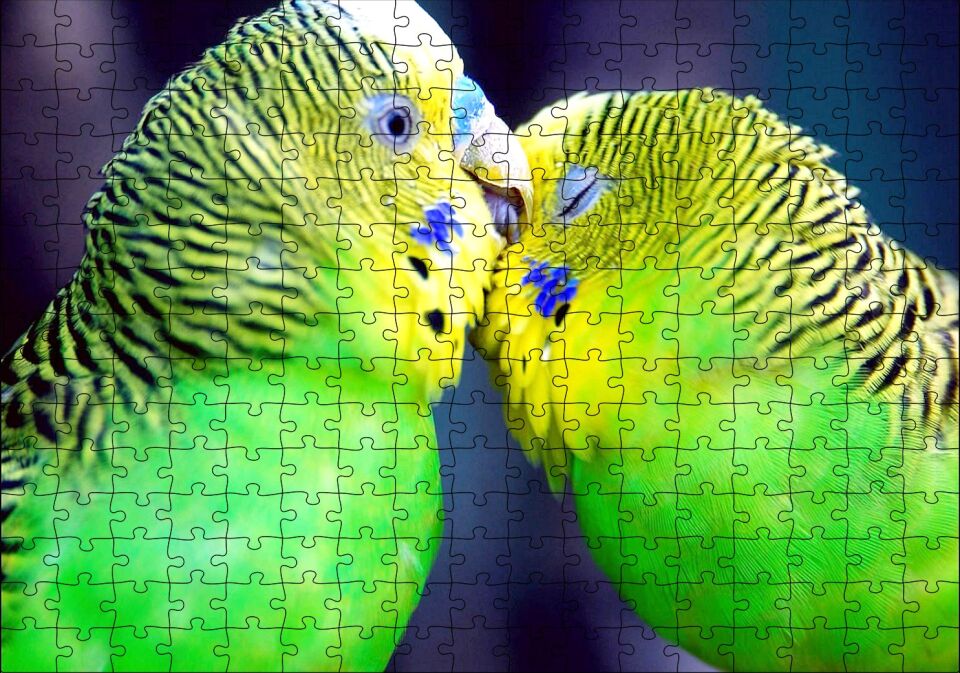 İki Muhabbet Kuşu Görseli Puzzle Yapboz MDF Ahşap 255 Parça 34 cm X 49 cm