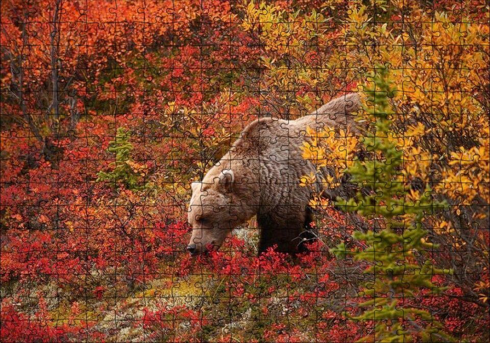 Sonbahar Renkli Ormandaki Boz Ayı Puzzle Yapboz MDF Ahşap 255 Parça 34 cm X 49 cm