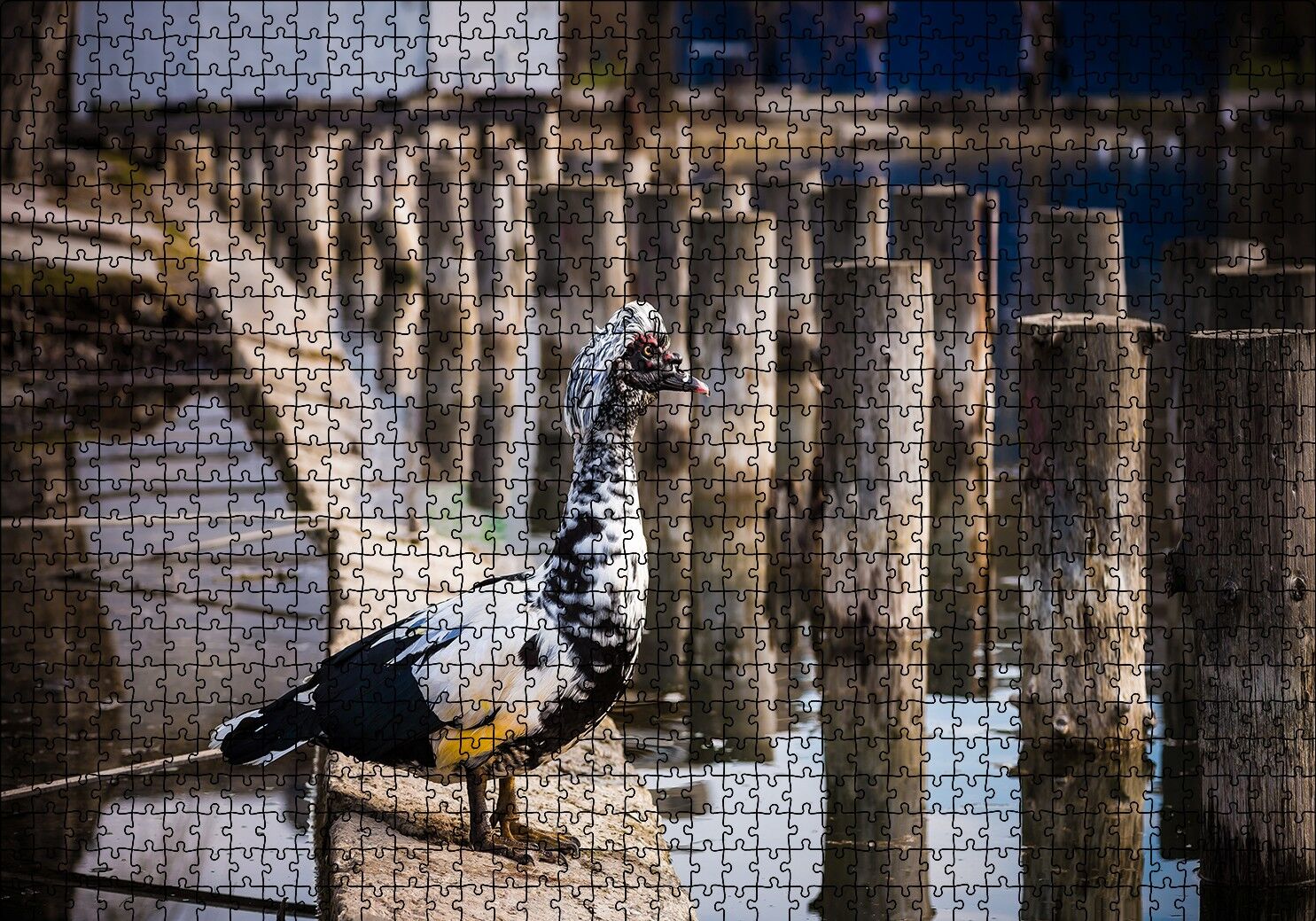 İskele Direkleri Arasındaki Kuş Puzzle Yapboz MDF Ahşap 1000 Parça 49 cm X 68 cm