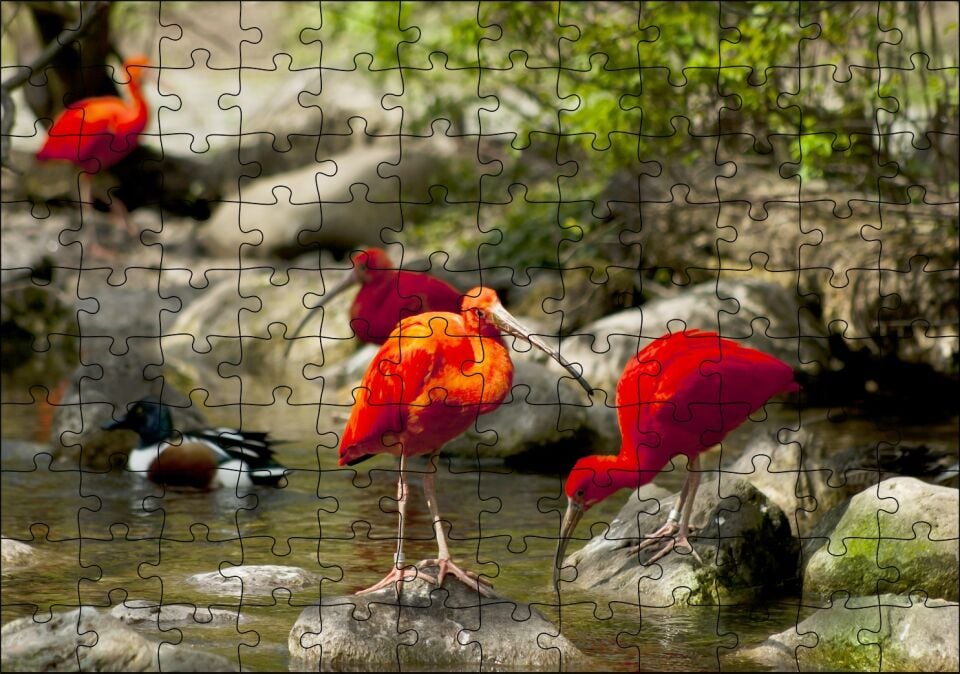 Nehir Kenarında Taşlar Kızıl Balıkçıllar ve Ördekler Puzzle Yapboz MDF Ahşap