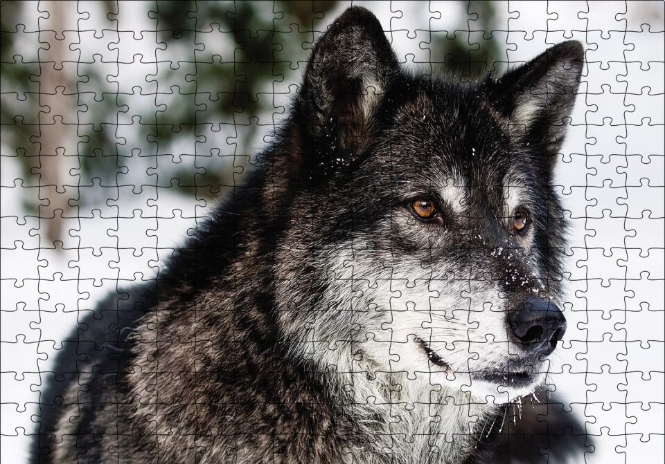 Karda Bozkurt Puzzle Yapboz MDF Ahşap 255 Parça 34 cm X 49 cm