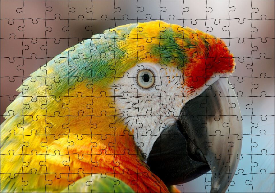Amerikan Papağanı Puzzle Yapboz MDF Ahşap 120 Parça 24 cm X 34 cm