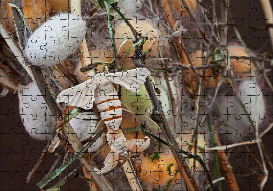 İpek Böceği Ve Kozası Görseli Puzzle Yapboz MDF Ahşap 120 Parça 24 cm X 34 cm