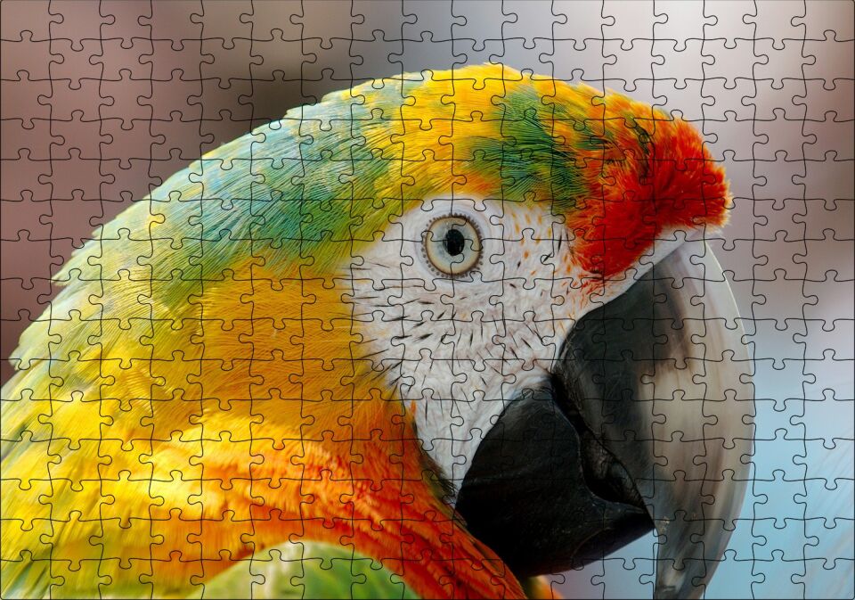 Amerikan Papağanı Puzzle Yapboz MDF Ahşap 255 Parça 34 cm X 49 cm