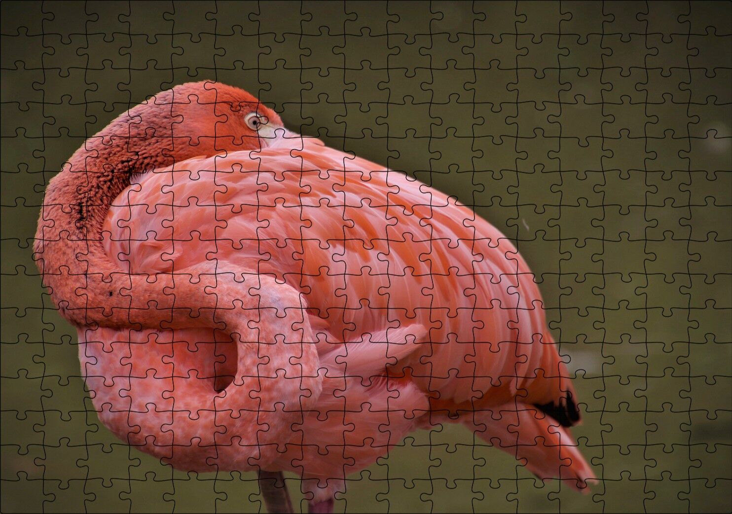 Kendine Sarınarak Dinlenen Flamingo Puzzle Yapboz MDF Ahşap 255 Parça 34 cm X 49 cm