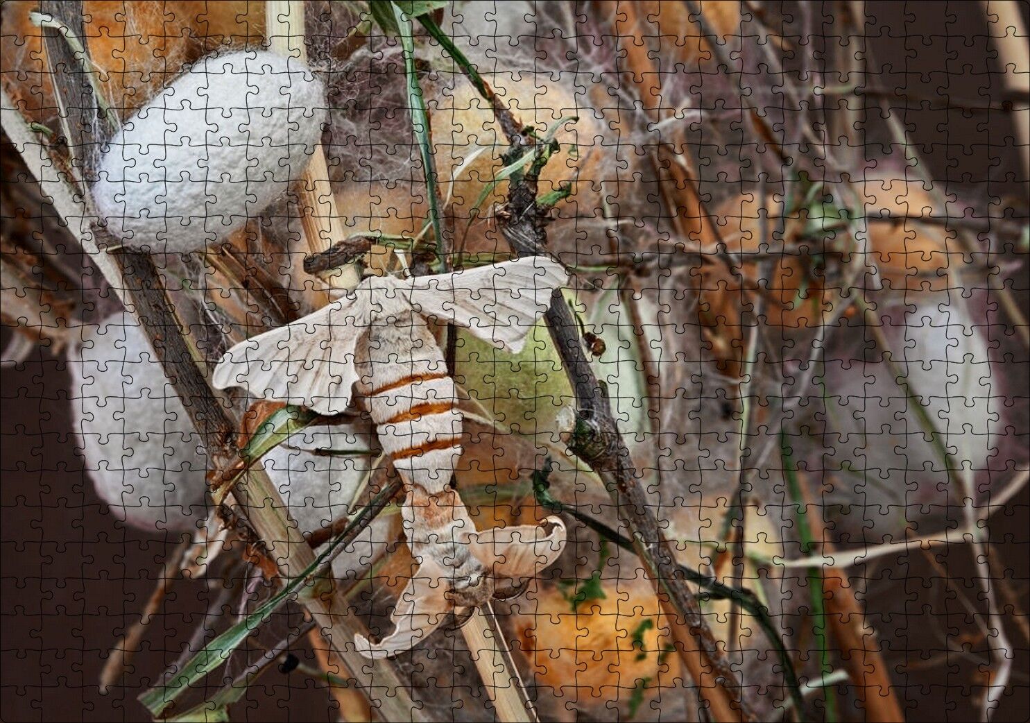 İpek Böceği Ve Kozası Görseli Puzzle Yapboz MDF Ahşap 500 Parça 49 cm X 68 cm