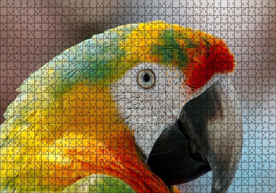 Amerikan Papağanı Puzzle Yapboz MDF Ahşap 1000 Parça 49 cm X 68 cm