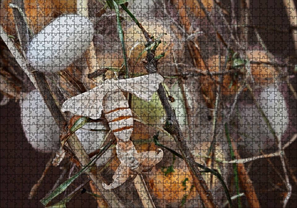 İpek Böceği Ve Kozası Görseli Puzzle Yapboz MDF Ahşap 1000 Parça 49 cm X 68 cm