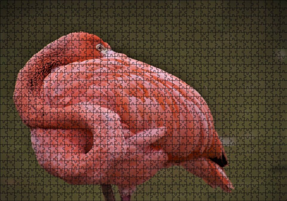 Kendine Sarınarak Dinlenen Flamingo Puzzle Yapboz MDF Ahşap 1000 Parça 49 cm X 68 cm