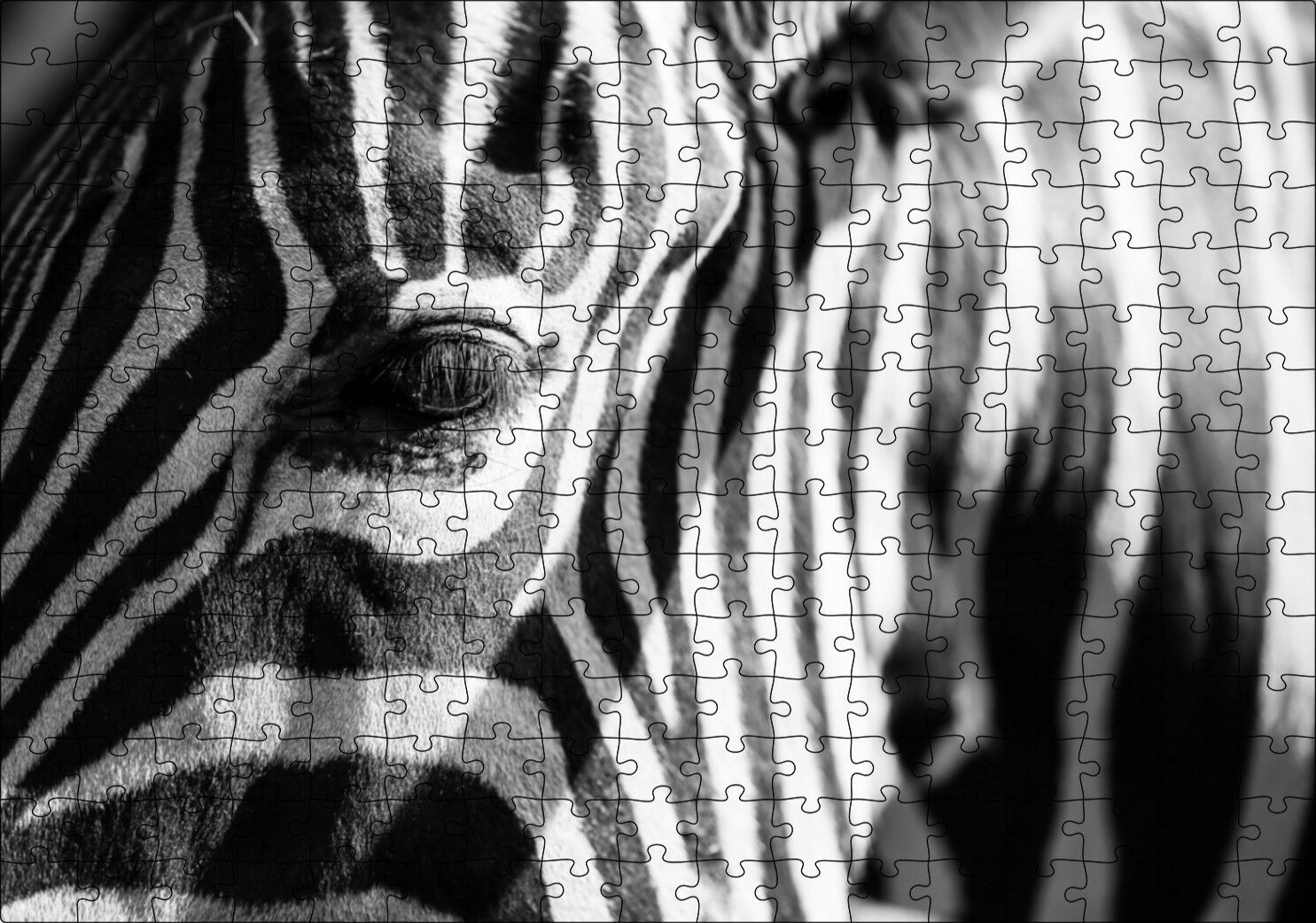 Zebra Yakın Çekim Siyah Beyaz Puzzle Yapboz MDF Ahşap 255 Parça 34 cm X 49 cm
