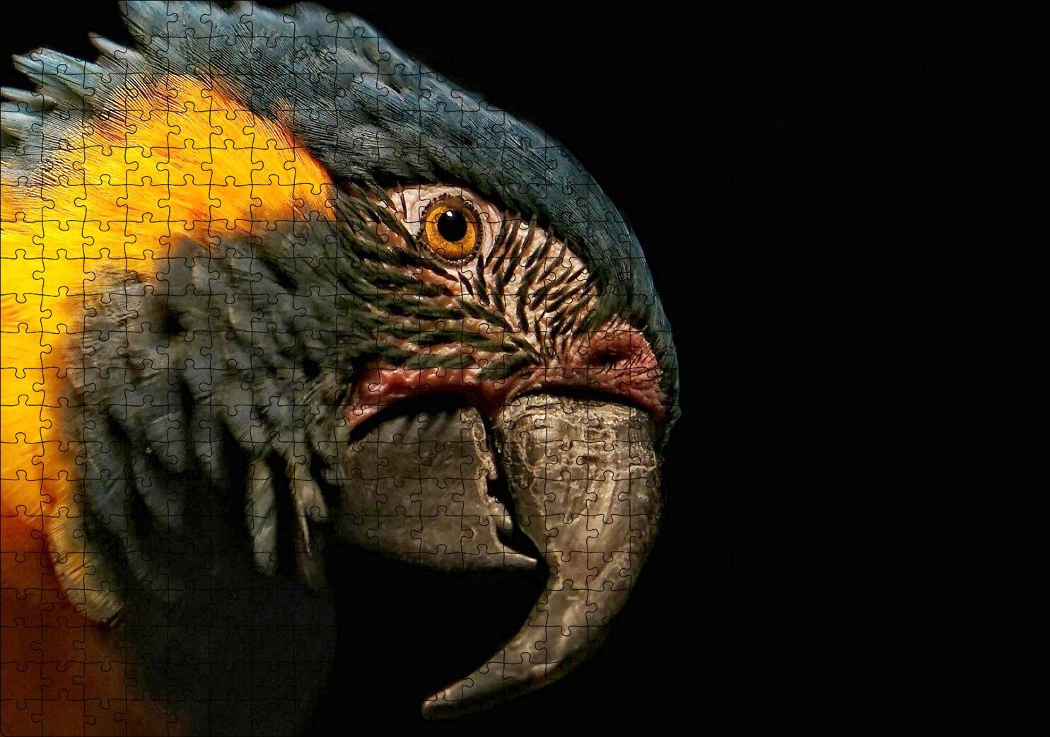 Sarı Siyah Papağan Siyah Arka Plan Puzzle Yapboz MDF Ahşap 500 Parça 49 cm X 68 cm