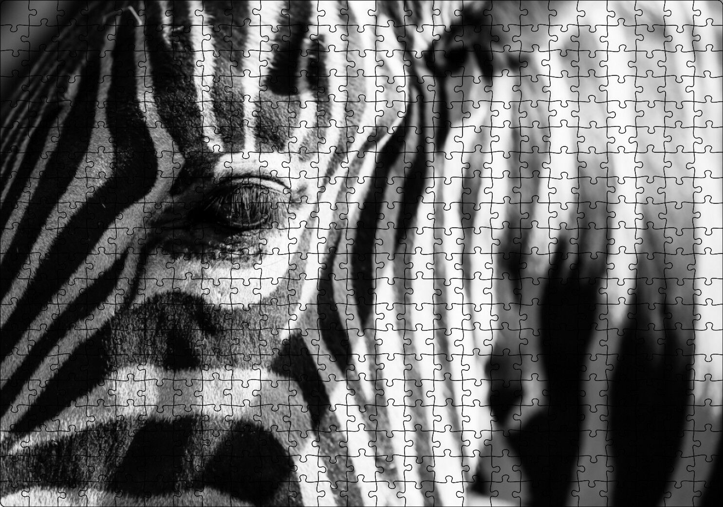Zebra Yakın Çekim Siyah Beyaz Puzzle Yapboz MDF Ahşap 500 Parça 49 cm X 68 cm