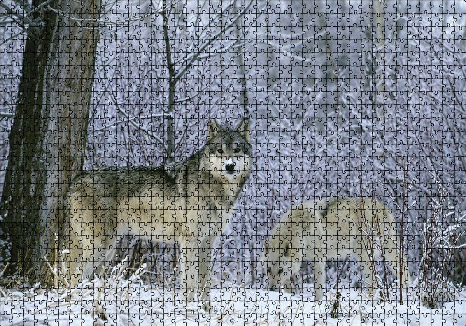 Kış Ormandaki Kurtlar Görseli Puzzle Yapboz MDF Ahşap 1000 Parça 49 cm X 68 cm