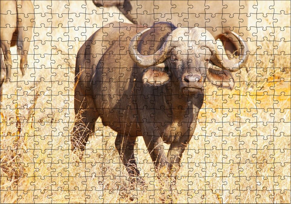 Afrika Bozkırında Bufalo ve Kuru Otlar Puzzle Yapboz MDF Ahşap 255 Parça 34 cm X 49 cm