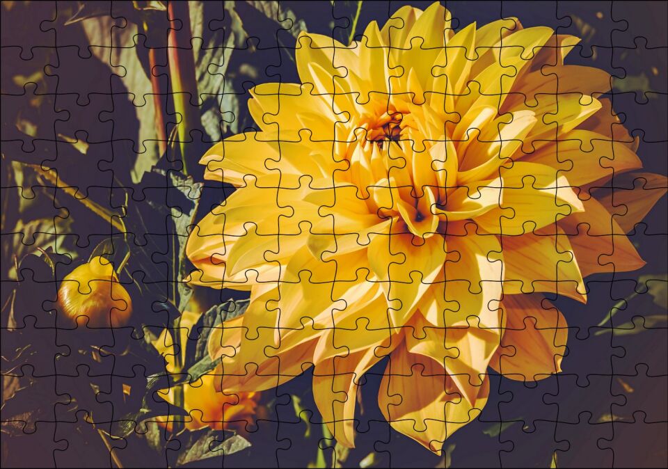 Sarı Yıldız Çiçeği Yakın Çekim Puzzle Yapboz MDF Ahşap