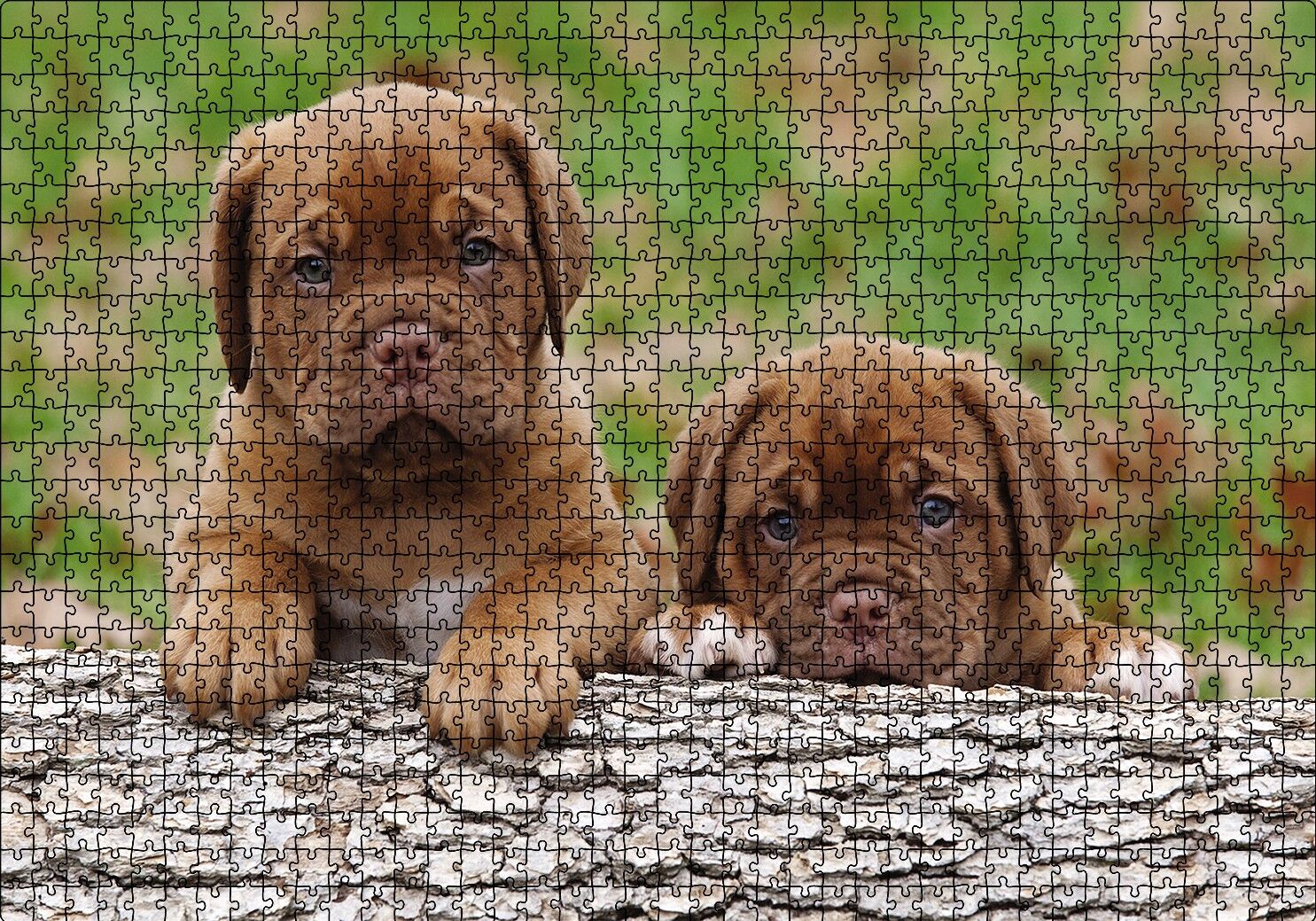 Meksika Yavru Köpekler Görseli Puzzle Yapboz MDF Ahşap 1000 Parça 49 cm X 68 cm