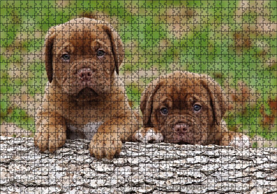 Meksika Yavru Köpekler Görseli Puzzle Yapboz MDF Ahşap 1000 Parça 49 cm X 68 cm