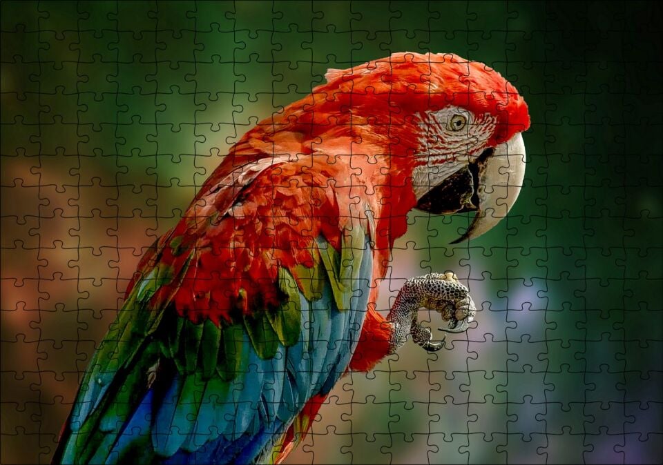Kırmızı Mavi Papağan ve Pençesi Flu Arka Plan Puzzle Yapboz MDF Ahşap 255 Parça 34 cm X 49 cm
