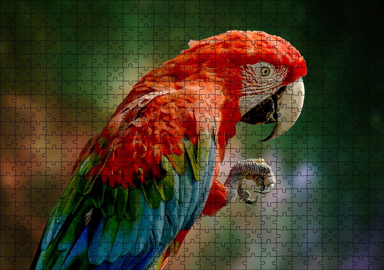Kırmızı Mavi Papağan ve Pençesi Flu Arka Plan Puzzle Yapboz MDF Ahşap 500 Parça 49 cm X 68 cm