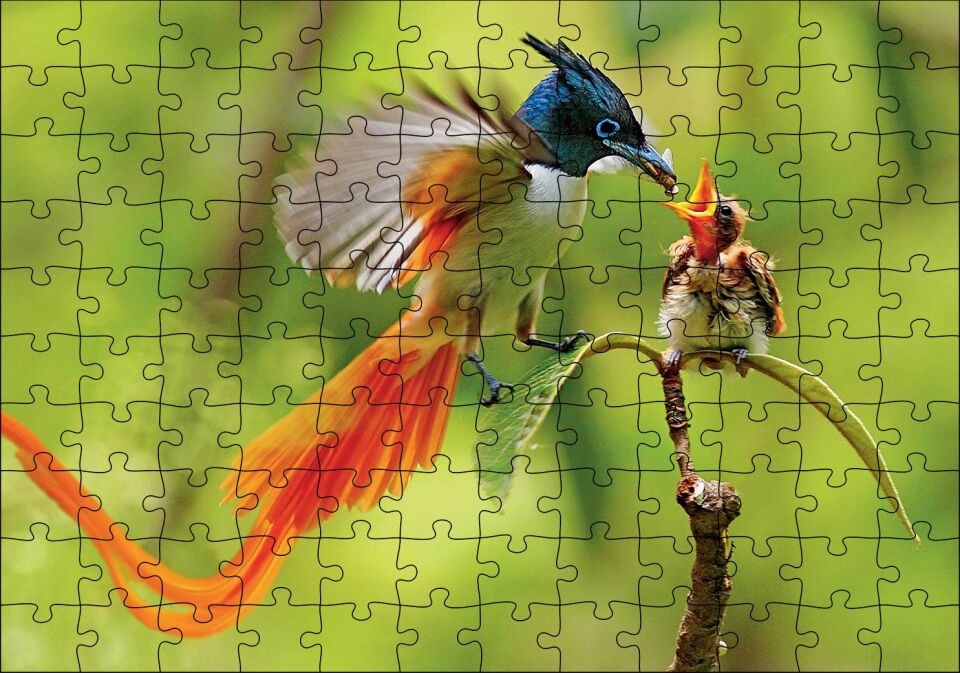 Sinekkapan Kuşu Yavrusunu Besliyor Puzzle Yapboz MDF Ahşap