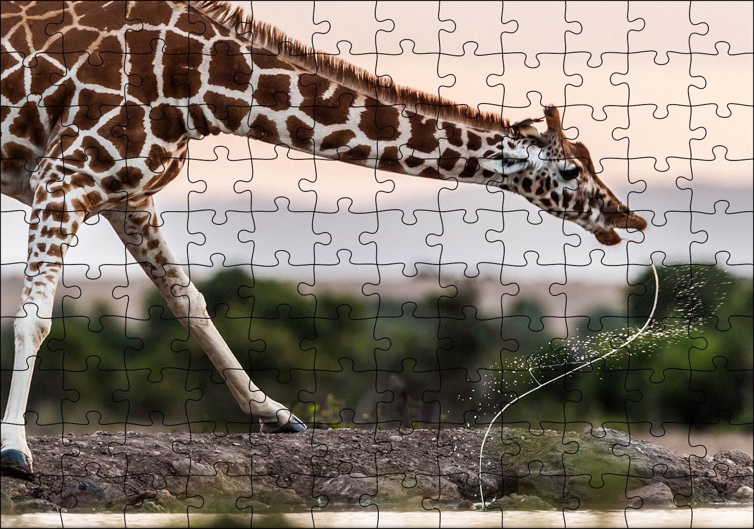 Su İçen Zurafa Puzzle Yapboz MDF Ahşap