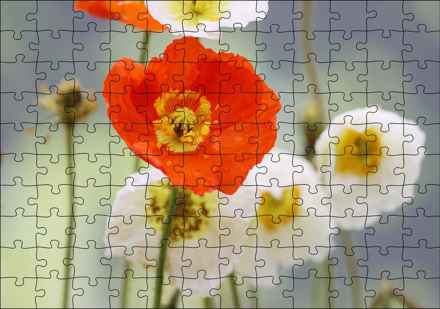 Kırmızı ve Beyaz Gelincikler Yakın Çekim Puzzle Yapboz MDF Ahşap 120 Parça 24 cm X 34 cm