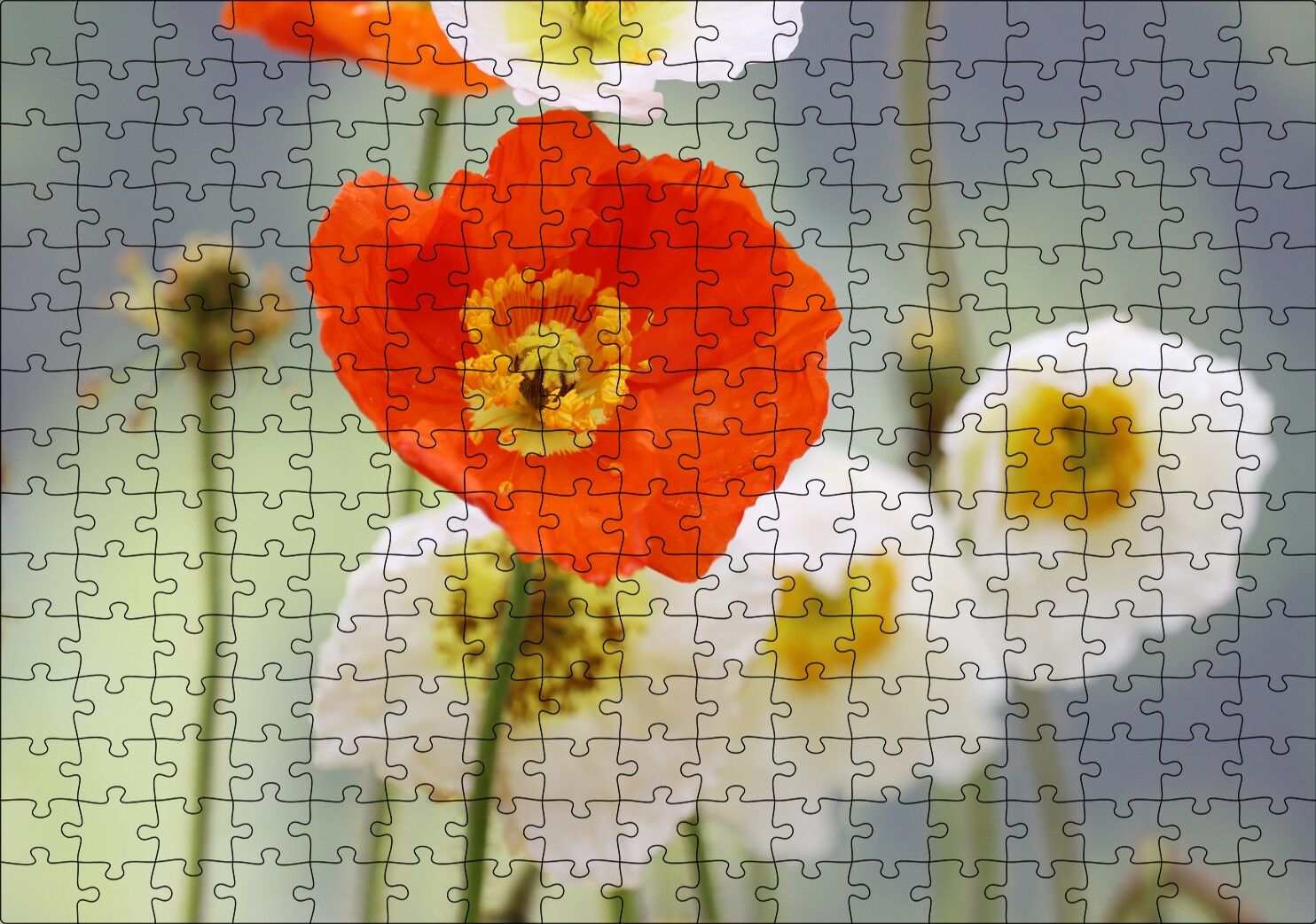Kırmızı ve Beyaz Gelincikler Yakın Çekim Puzzle Yapboz MDF Ahşap 255 Parça 34 cm X 49 cm