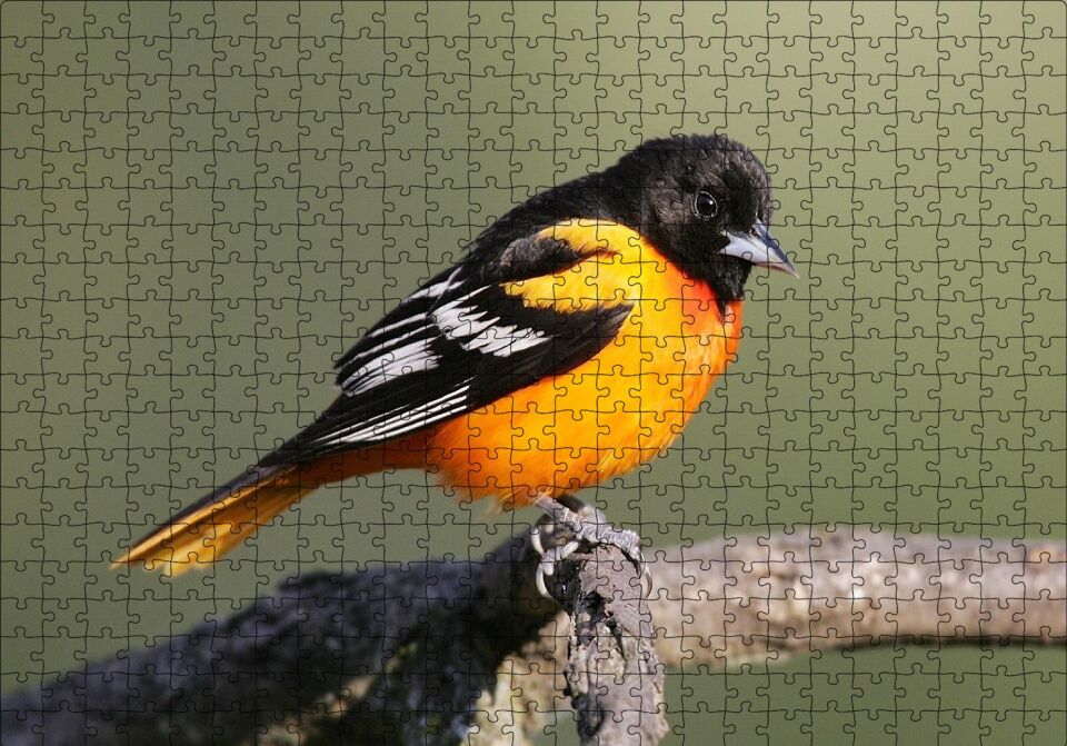 Dalda Turuncu Siyah Egzotik Kuş Puzzle Yapboz MDF Ahşap 500 Parça 49 cm X 68 cm