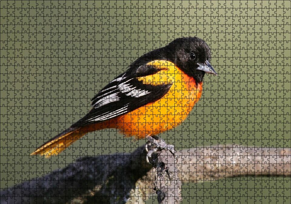 Dalda Turuncu Siyah Egzotik Kuş Puzzle Yapboz MDF Ahşap 1000 Parça 49 cm X 68 cm