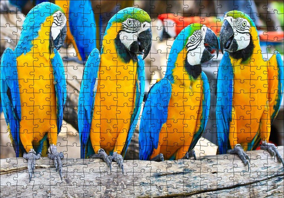 Daldaki Sarı Mavi Macaw Papağanları Puzzle Yapboz MDF Ahşap 255 Parça 34 cm X 49 cm