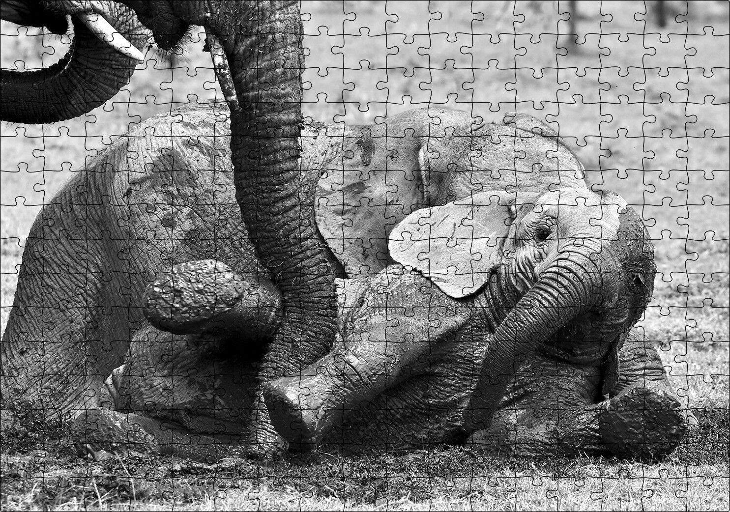 Annesiyle Çamurda Oynayan Yavru Fil Siyah Beyaz Puzzle Yapboz MDF Ahşap 255 Parça 34 cm X 49 cm