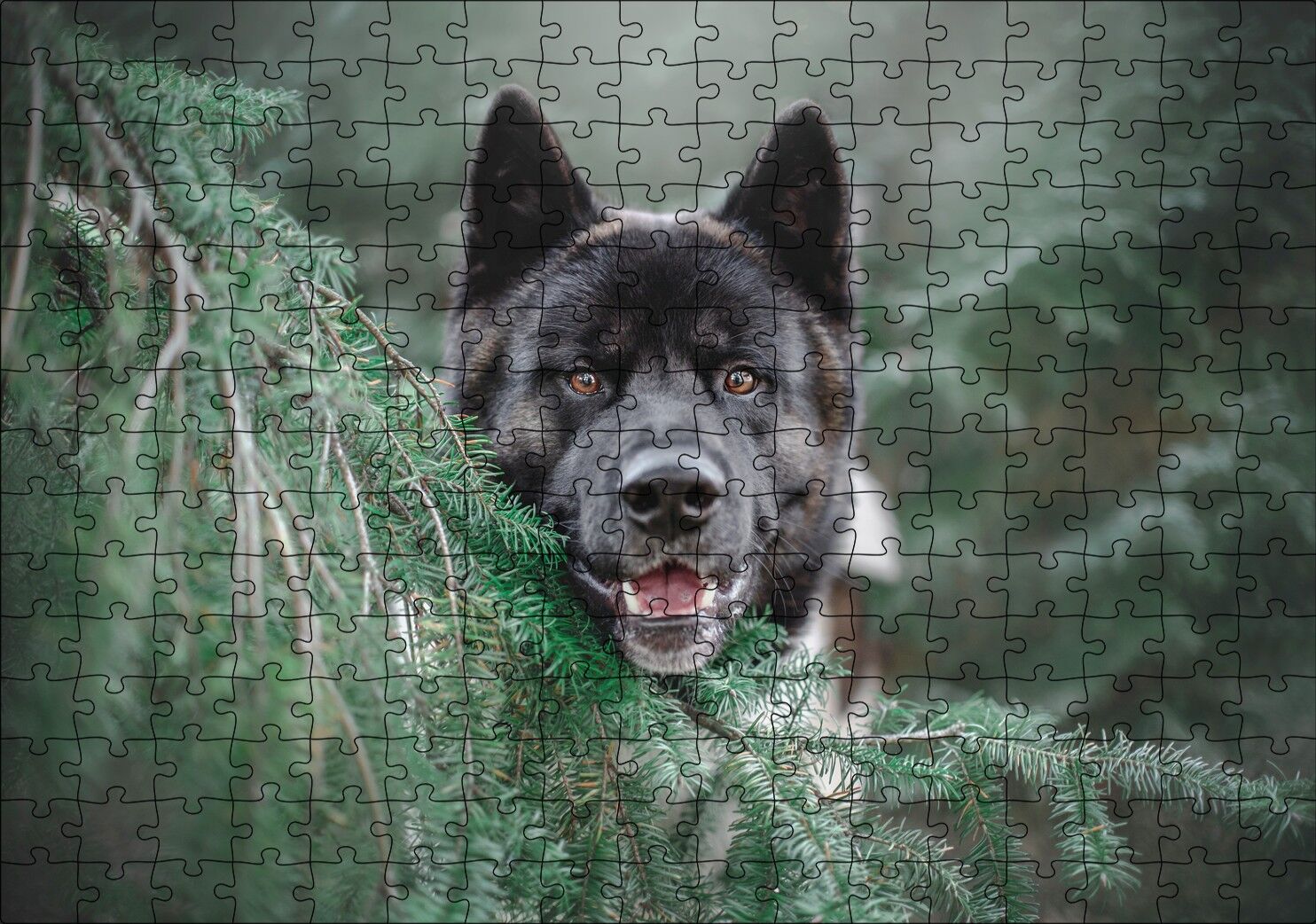 Akita Kahverengi Siyah Köpek ve Çam Yaprakları Puzzle Yapboz MDF Ahşap 255 Parça 34 cm X 49 cm