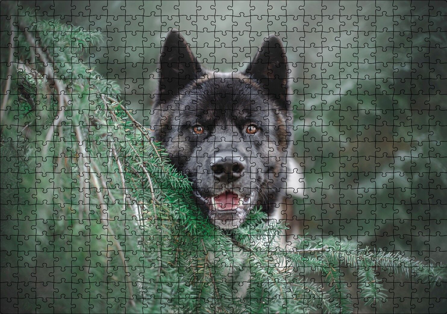 Akita Kahverengi Siyah Köpek ve Çam Yaprakları Puzzle Yapboz MDF Ahşap 500 Parça 49 cm X 68 cm