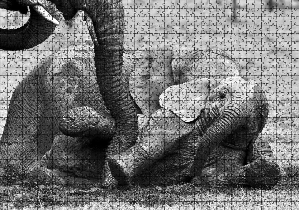 Annesiyle Çamurda Oynayan Yavru Fil Siyah Beyaz Puzzle Yapboz MDF Ahşap 1000 Parça 49 cm X 68 cm