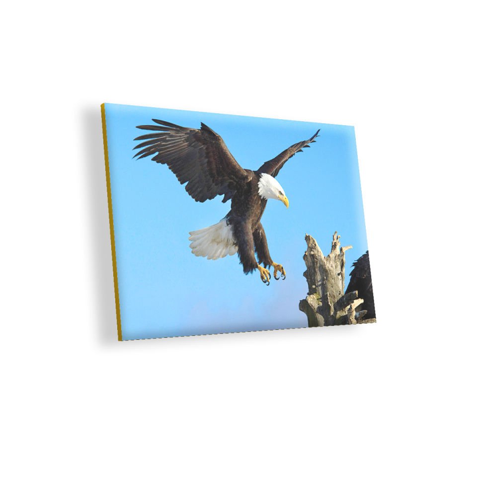 Beyaz Başlı Kartal Konuşu MDF Akşap Duvar Tablo 50x70 cm