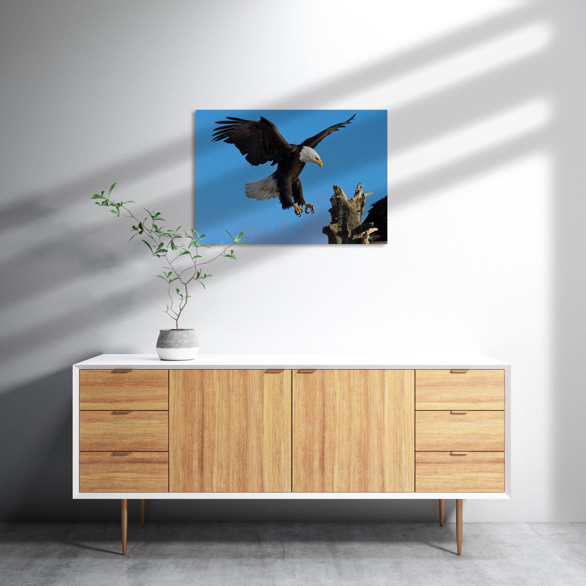 Beyaz Başlı Kartal Konuşu MDF Akşap Duvar Tablo 50x70 cm