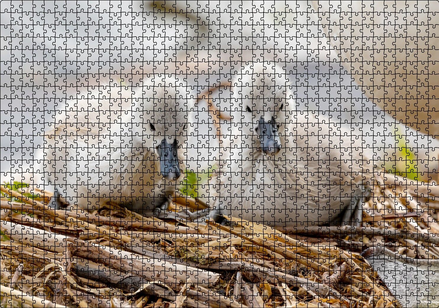 Anne Altında İki Sevimli Kuğu Yavrusu Puzzle Yapboz MDF Ahşap 1000 Parça 49 cm X 68 cm