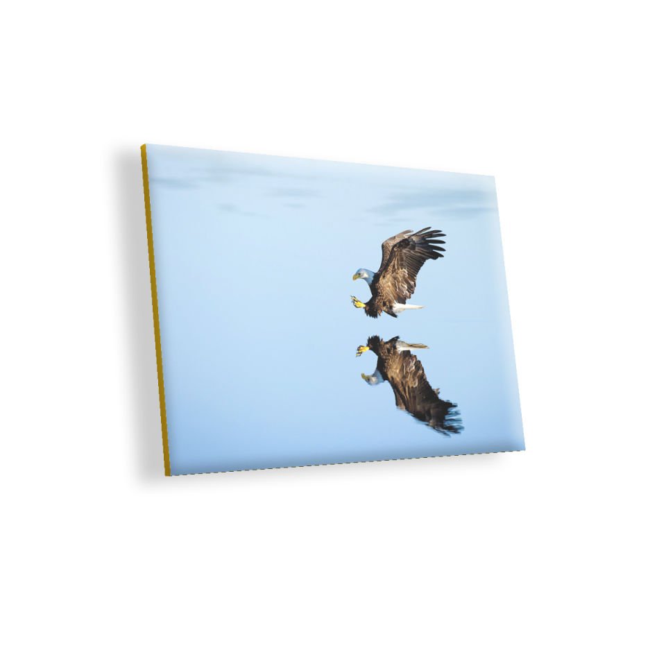 Beyaz Başlı Kartal Yansıma MDF Akşap Duvar Tablo 50x70 cm