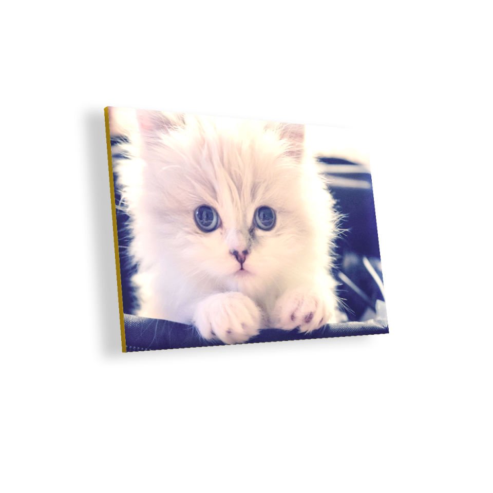 Beyaz Kedi MDF Akşap Duvar Tablo 50x70 cm