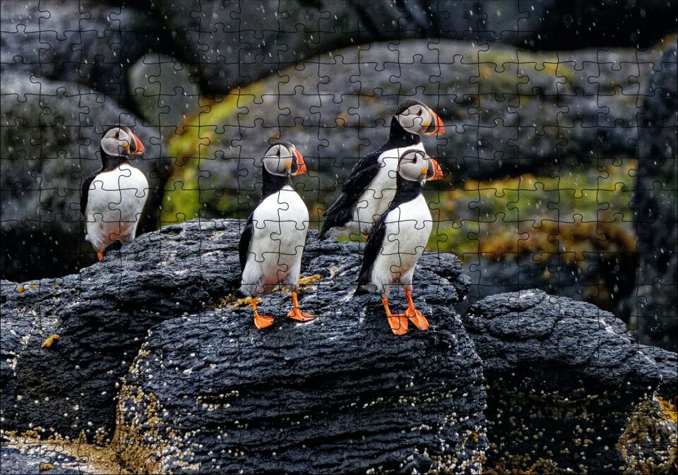 Puffin Bird Beak Rock Puzzle Yapboz MDF Ahşap 255 Parça 34 cm X 49 cm
