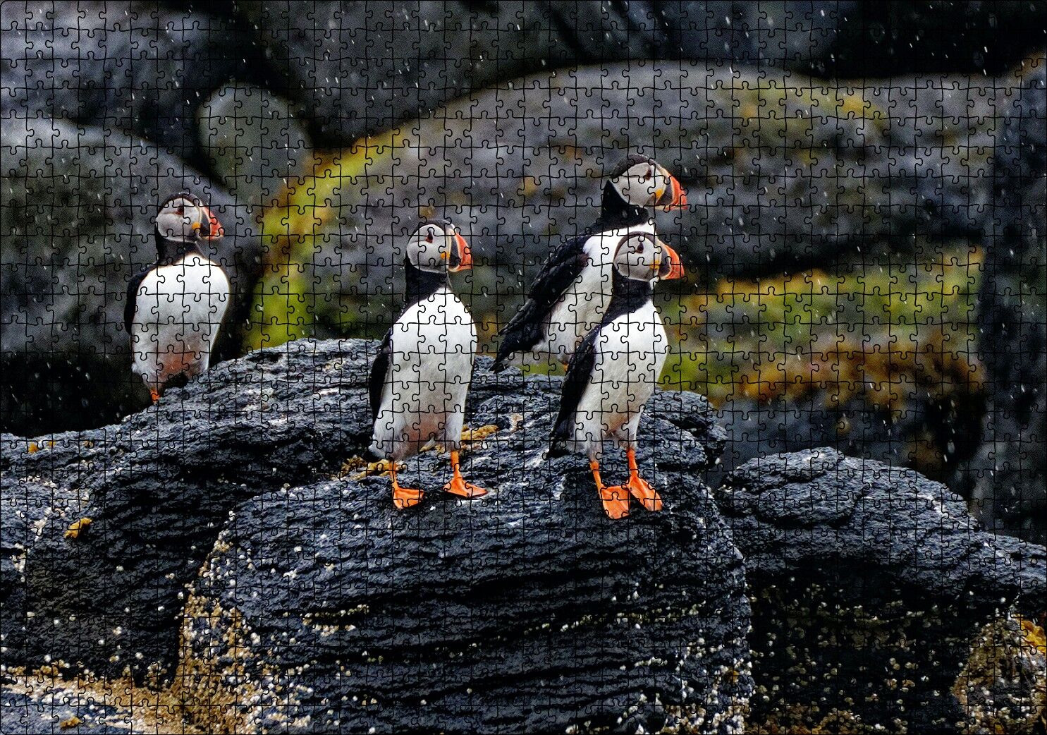 Puffin Bird Beak Rock Puzzle Yapboz MDF Ahşap 1000 Parça 49 cm X 68 cm