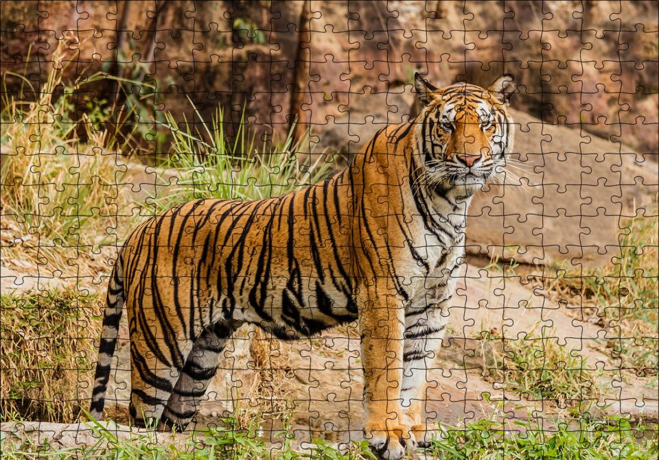 Kayalıklar ve Bengal Kaplanı Puzzle Yapboz MDF Ahşap 255 Parça 34 cm X 49 cm