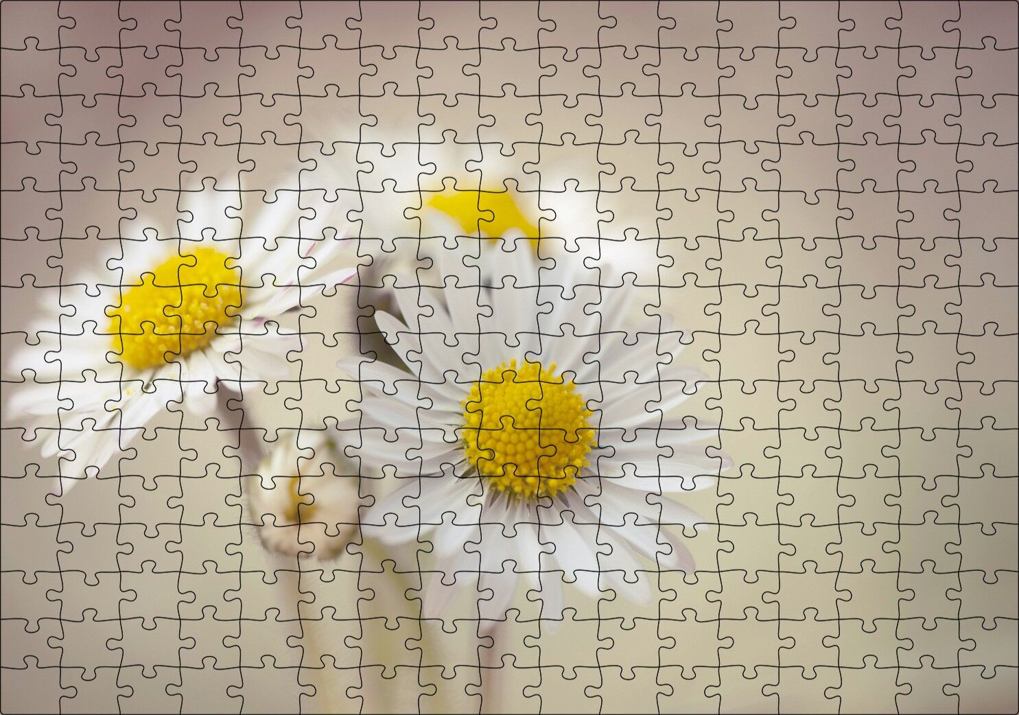 Üç Papatya Yakın Çekim Flu Arkaplan Puzzle Yapboz MDF Ahşap 255 Parça 34 cm X 49 cm
