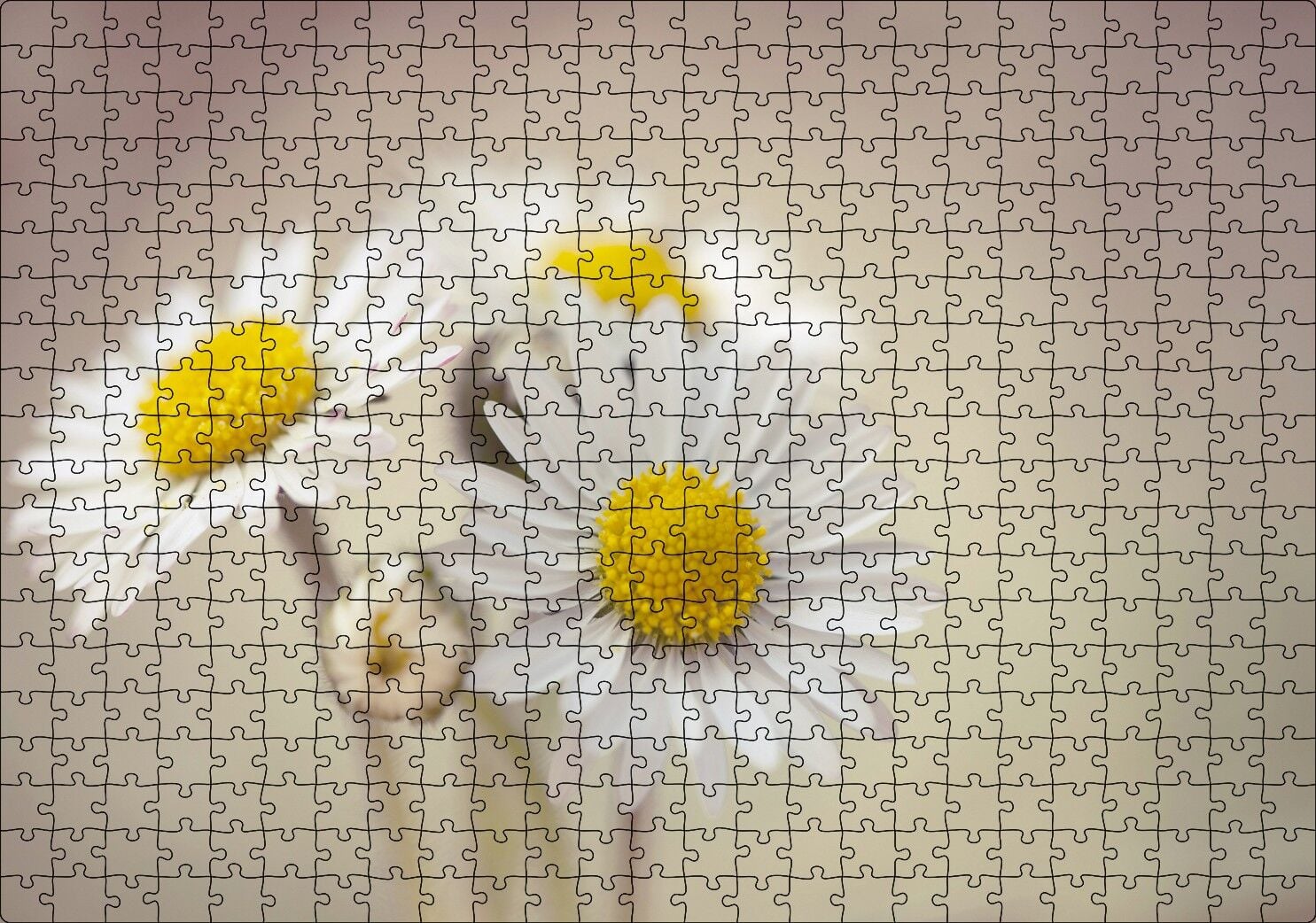 Üç Papatya Yakın Çekim Flu Arkaplan Puzzle Yapboz MDF Ahşap 500 Parça 49 cm X 68 cm