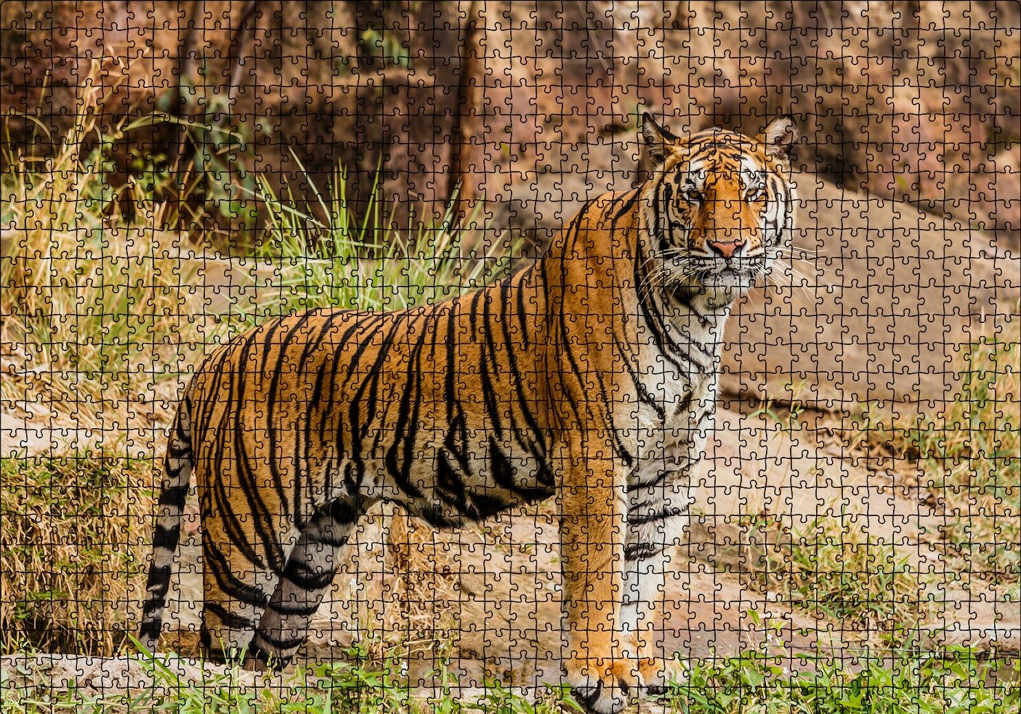 Kayalıklar ve Bengal Kaplanı Puzzle Yapboz MDF Ahşap 1000 Parça 49 cm X 68 cm