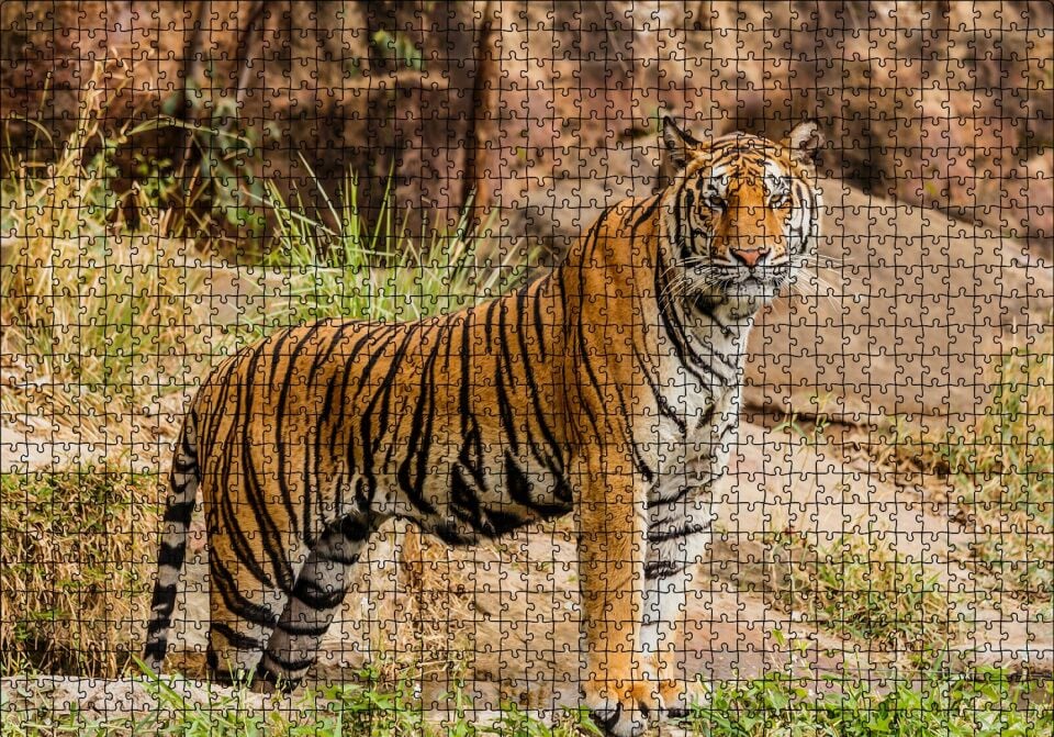 Kayalıklar ve Bengal Kaplanı Puzzle Yapboz MDF Ahşap 1000 Parça 49 cm X 68 cm