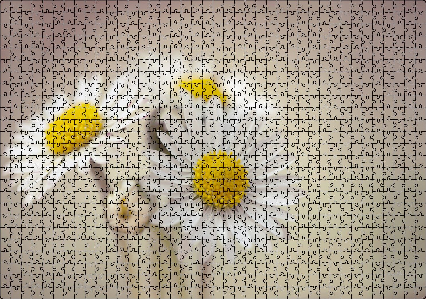 Üç Papatya Yakın Çekim Flu Arkaplan Puzzle Yapboz MDF Ahşap 1000 Parça 49 cm X 68 cm
