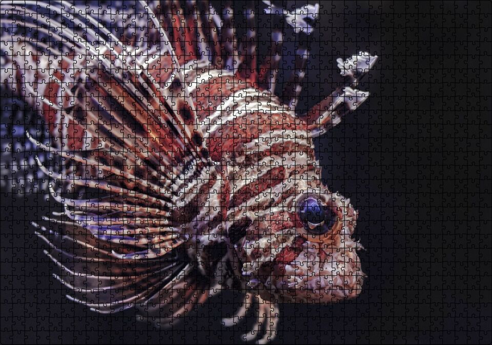 Aslan Balığı Yakın Çekim Karanlık Arka Plan Puzzle Yapboz MDF Ahşap 1000 Parça 49 cm X 68 cm