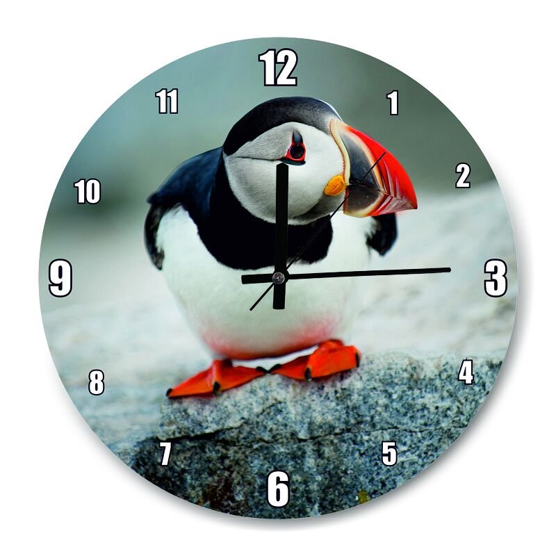 Bayağı Deniz Papağanı Yavrusu  Mdf Ahşap Duvar Saati